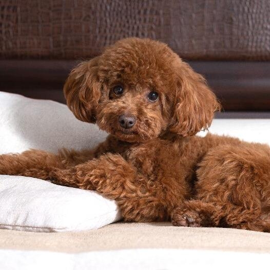 Big toy outlet poodle